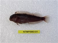 藏品(緣頂鬚鳚)的圖片